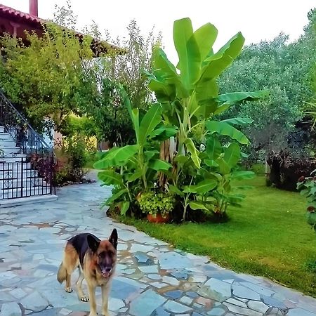 Cottage House,With Big Garden & Lawn Amaliada 外观 照片
